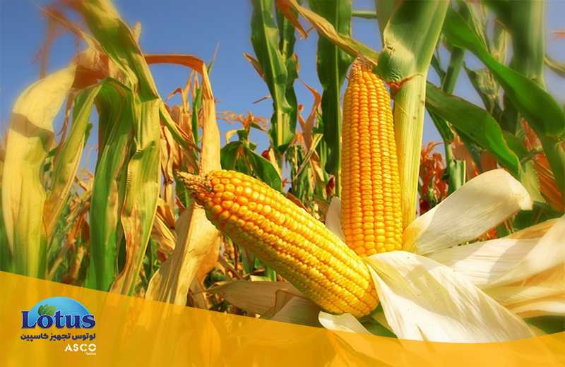 اندازه گیری پروتئین ذرت با کجلدال سری ASCO تجهیزات آزمایشگاهی آسکو + آسکو فود + asco food