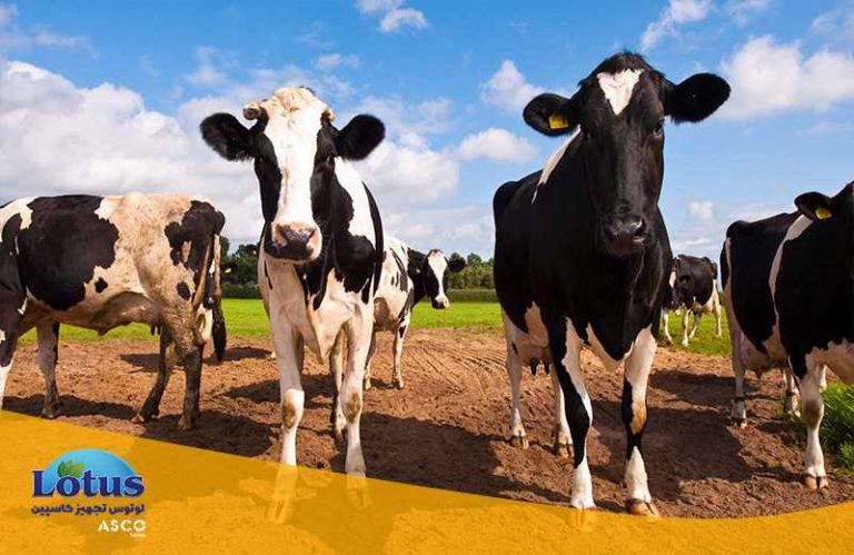 اهمیت کربوهیدرات و تاثیرات آن بر شیر گاو تجهیزات آزمایشگاهی آسکو + آسکو فود + asco food