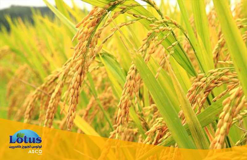 مقدار نیتروژن و پروتئین برنج چقدر است؟ تجهیزات آزمایشگاهی آسکو + آسکو فود + asco food