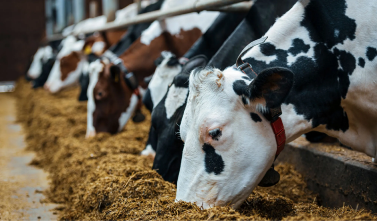 دستگاه آسیاب آزمایشگاهی آسکو؛ کاربرد در خوراک دام و مواد غذایی